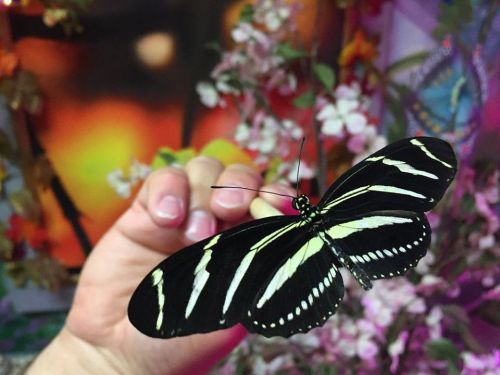 A hand holding a black and white striped butterfly against a colorful floral background.