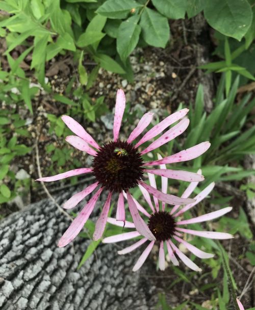 Two pink coneflowers bloom atop a textured tree trunk, surrounded by green foliage. A bee is perched on one flower.