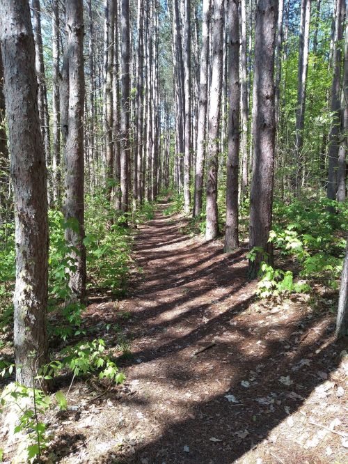 A narrow dirt path winding through tall trees in a lush green forest, with sunlight filtering through the leaves.