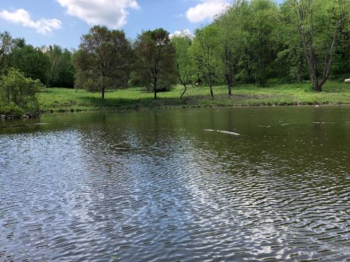 A serene pond surrounded by lush green trees under a partly cloudy sky.