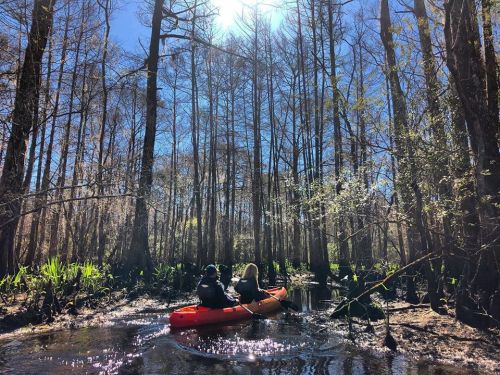 Two people kayak through a serene, sunlit swamp surrounded by tall trees and lush greenery.
