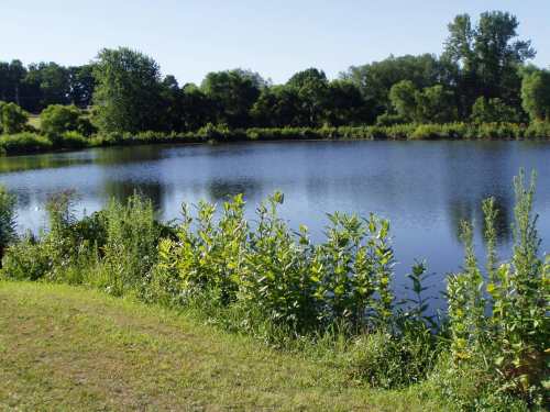 A serene pond surrounded by lush greenery and trees under a clear blue sky.