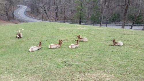 A group of six elk resting on a grassy hill near a winding road in a wooded area.