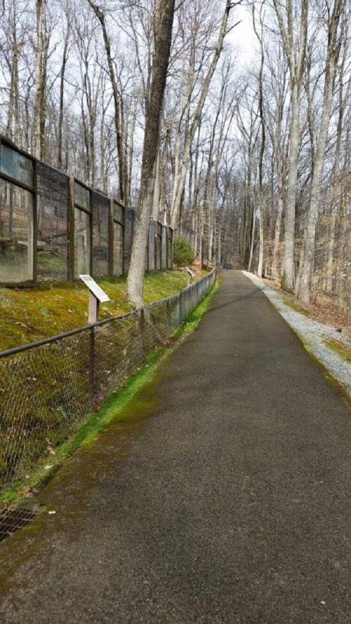 A paved path lined with trees and a fence, leading through a wooded area on a clear day.