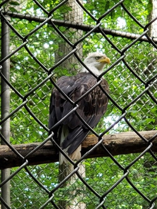 A bald eagle perched on a wooden beam, behind a chain-link fence, surrounded by greenery.