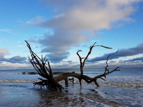 A weathered tree trunk with branches stands on a beach, surrounded by gentle waves and a cloudy blue sky.