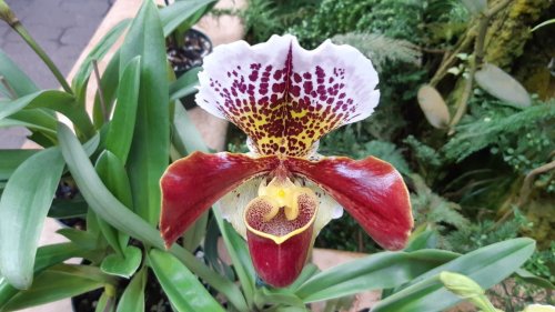 A vibrant orchid with white and maroon petals, featuring intricate yellow and purple patterns, surrounded by green leaves.