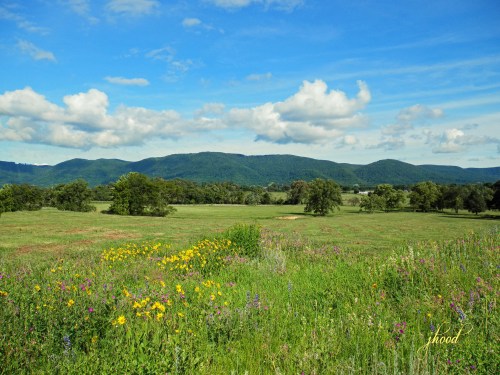 A vibrant landscape featuring wildflowers in the foreground and rolling green hills under a blue sky with fluffy clouds.