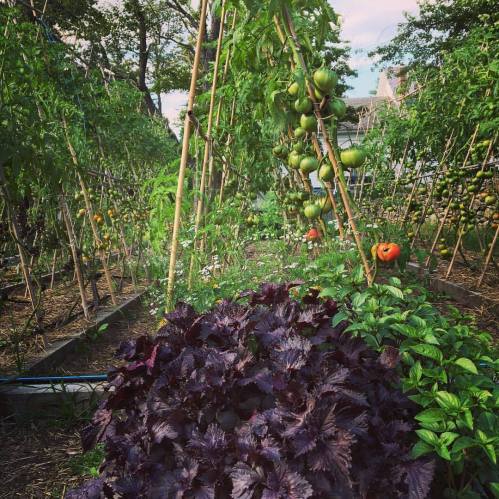 A lush garden with tall tomato plants, green tomatoes, and vibrant purple lettuce in the foreground.