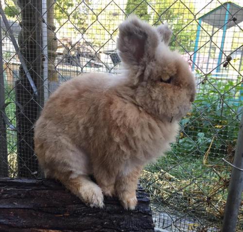 A fluffy rabbit sits on a log, surrounded by greenery and a wire fence in the background.