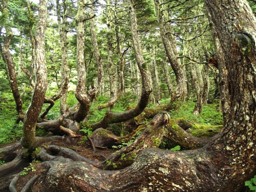 Twisted trees with gnarled trunks and lush green foliage in a dense forest setting.