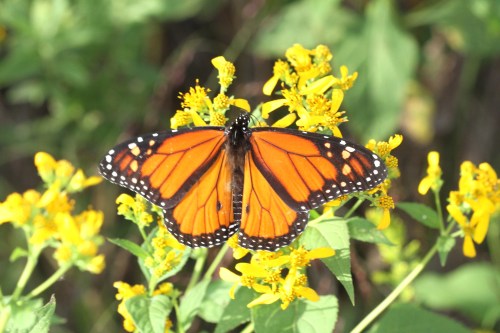 A vibrant monarch butterfly perched on bright yellow flowers, surrounded by green foliage.