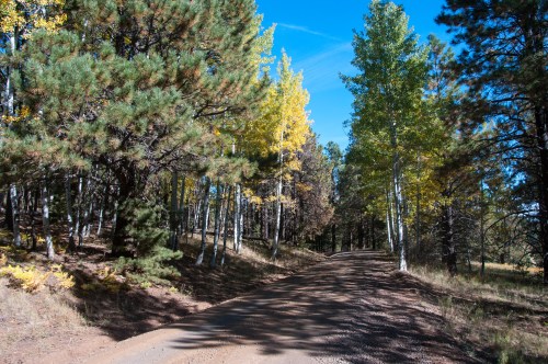 A dirt road winds through a forest with green and yellow trees under a clear blue sky.