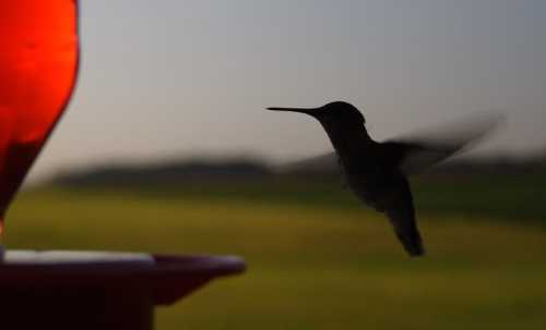 A hummingbird hovers near a red feeder against a blurred green background at dusk.