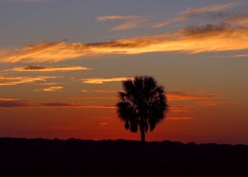 Silhouette of a palm tree against a vibrant sunset with orange and purple hues in the sky.