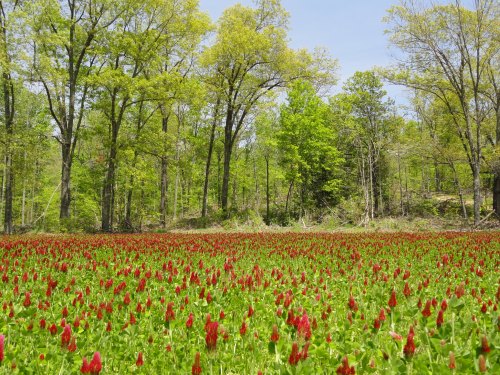 A vibrant field of red flowers surrounded by lush green trees under a clear blue sky.