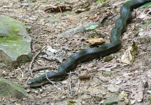 A black snake slithering across a forest floor covered in leaves and rocks.