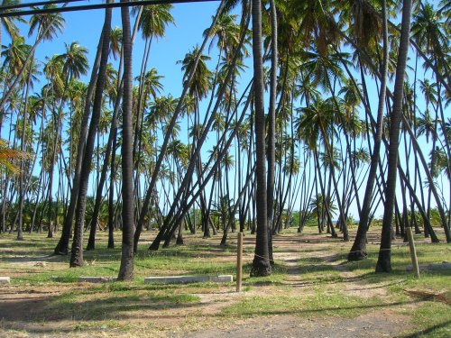 A lush landscape of tall palm trees leaning at various angles against a clear blue sky.