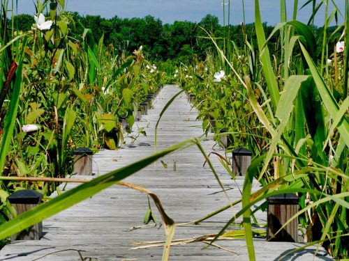 A wooden boardwalk surrounded by tall green plants and flowers, leading into a lush natural area.