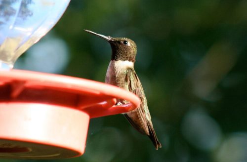 A hummingbird perched on a red feeder, with a blurred green background.