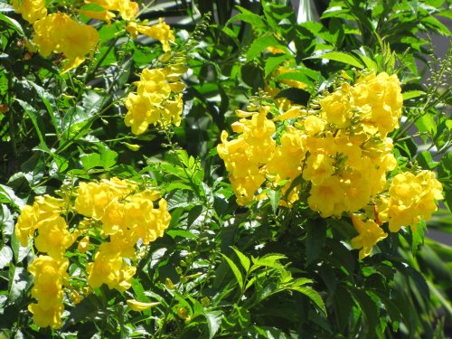 Bright yellow flowers bloom amidst lush green foliage, creating a vibrant and lively garden scene.