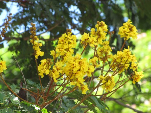 A cluster of bright yellow flowers blooming among green leaves in a natural setting.