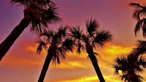 Silhouetted palm trees against a vibrant sunset sky with shades of orange, purple, and yellow.