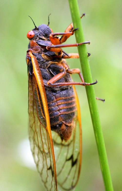 A close-up of a cicada perched on a green blade of grass, showcasing its detailed wings and body.
