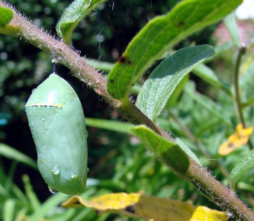 A green chrysalis hanging from a plant stem, glistening with droplets of water, surrounded by green foliage.