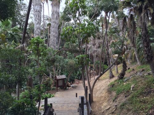 A winding path through a lush, green forest with tall palm trees and dense foliage.
