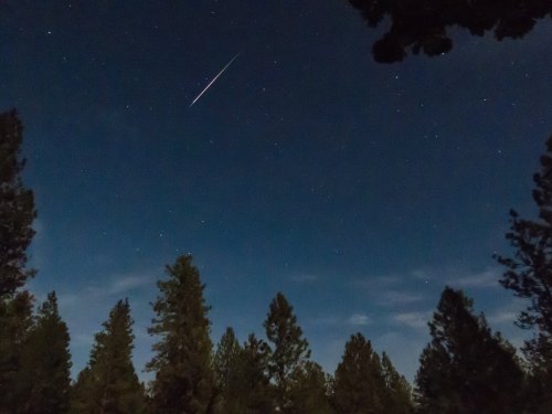 A night sky filled with stars, featuring a bright meteor streaking across above tall pine trees.