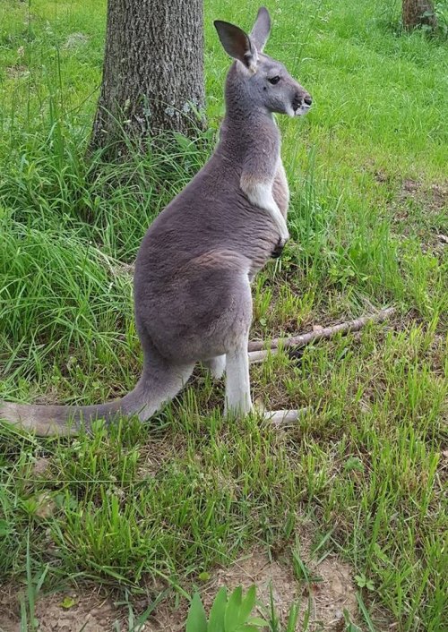 A kangaroo stands in a grassy area near a tree, looking to the side with its ears perked up.