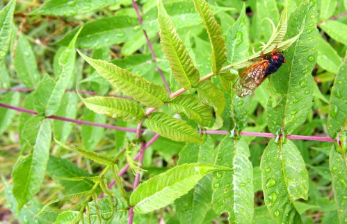 A close-up of green leaves with raindrops, featuring a cicada resting on a leaf.
