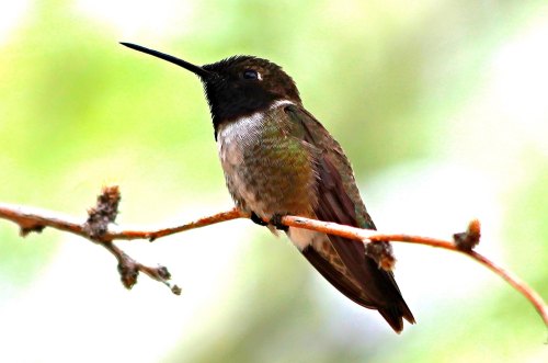 A hummingbird perched on a branch, showcasing iridescent feathers and a slender beak against a blurred green background.