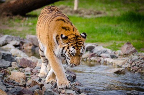 A tiger walks along rocky terrain near a stream, surrounded by green grass and trees.