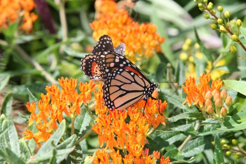 A monarch butterfly perched on vibrant orange flowers, surrounded by green foliage.