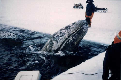 A gray whale surfaces near ice, with people in winter gear observing from the edge of the water.