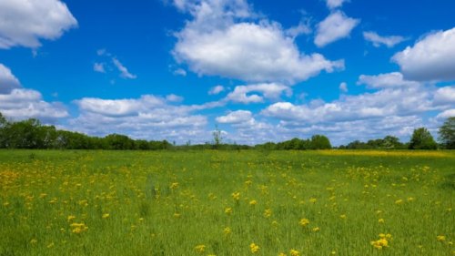 A vibrant green field dotted with yellow flowers under a bright blue sky filled with fluffy white clouds.