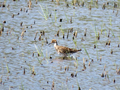 A bird wades through shallow water among sparse, dried grass in a wetland area.