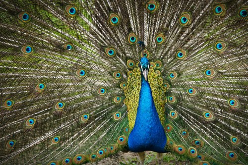 A vibrant peacock displaying its colorful feathers, showcasing shades of blue and green with eye-like patterns.