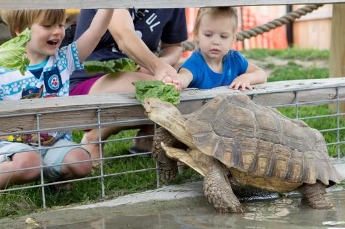 Two children feed a tortoise lettuce at a petting zoo, with an adult nearby.