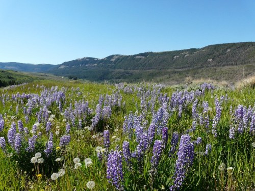 A vibrant field of purple lupines and dandelions under a clear blue sky, with mountains in the background.
