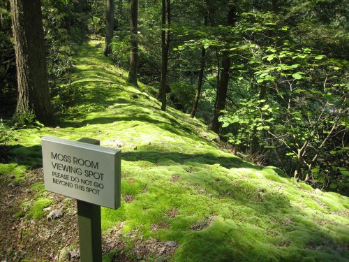 A moss-covered path in a forest with a sign reading "Moss Room Viewing Spot. Please do not go beyond this spot."