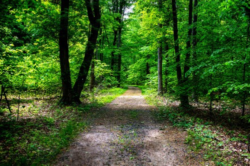 A serene forest path surrounded by lush green trees and foliage, inviting exploration and tranquility.