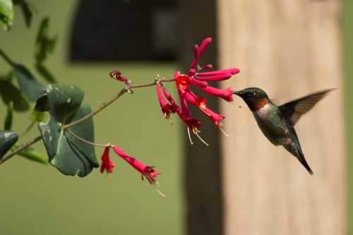 A hummingbird hovers near vibrant red flowers, sipping nectar against a blurred green background.