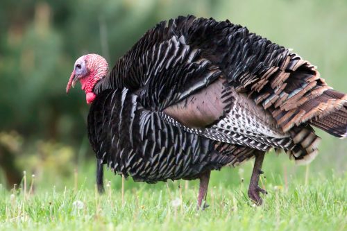 A wild turkey walking on green grass, showcasing its distinctive black and brown feathers and red wattles.
