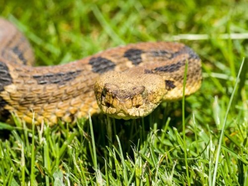 A close-up of a snake with a patterned body, resting on green grass.
