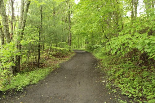 A winding dirt path through a lush green forest, surrounded by trees and vibrant foliage.
