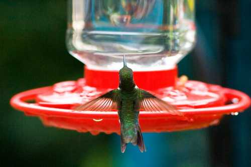 A hummingbird hovers near a red feeder, wings outstretched, with a blurred green background.