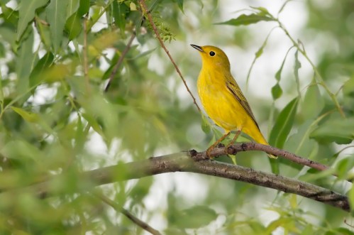 A small yellow bird perched on a branch, surrounded by green leaves.